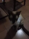 Siamês