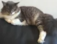 Sugar