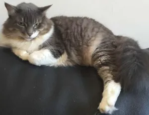 Gato raça sem raça idade 5 anos nome Sugar