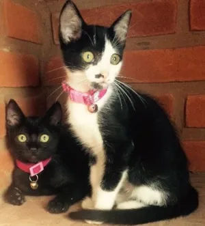 Gato raça SRD idade  nome Brigite e Margot