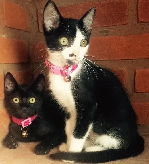 Gato ra a SRD idade  nome Brigite e Margot