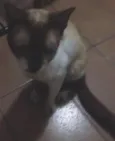 Siamês 