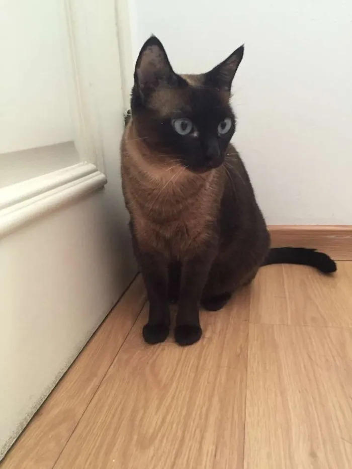 Gato ra a Siamês idade 5 anos nome Mel