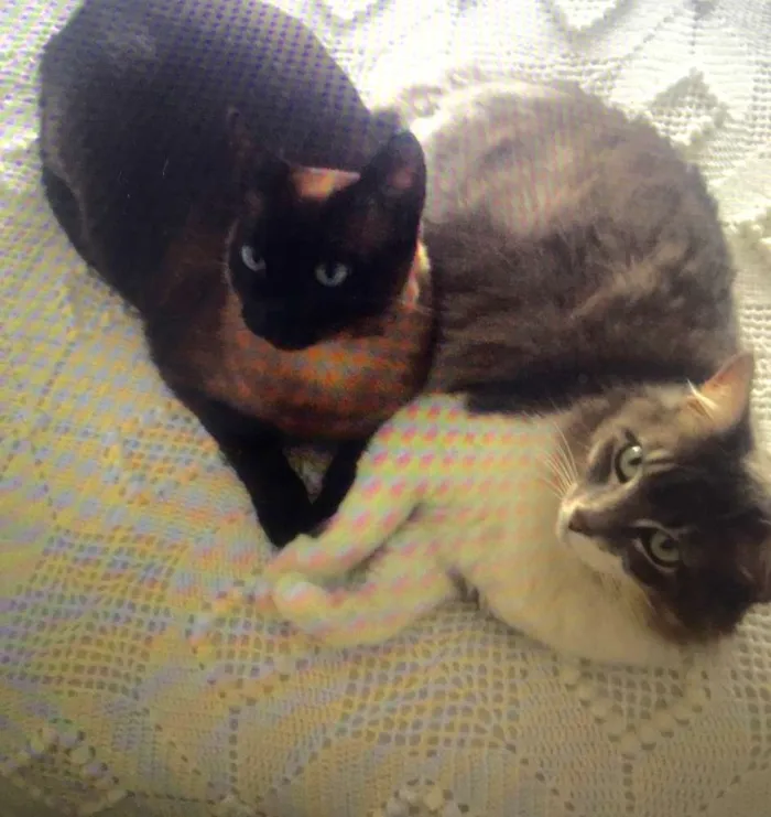 Gato ra a Siamês idade 5 anos nome Mel