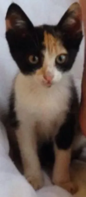 Gato raça Indefinida idade 2 a 6 meses nome Filhote