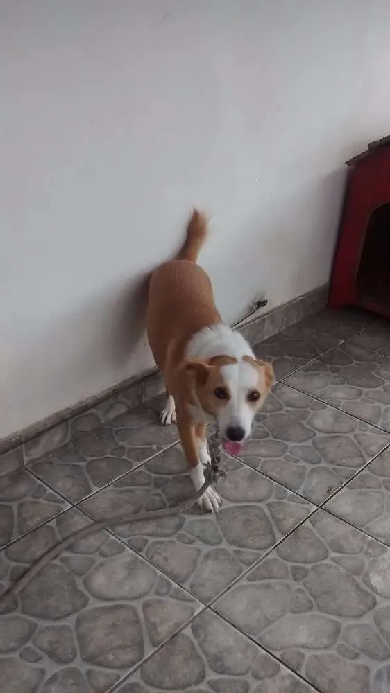 Cachorro ra a indefinida idade 4 anos nome Princesa