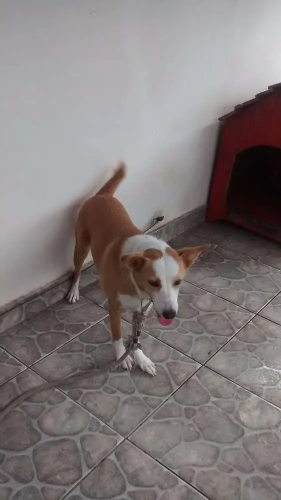 Cachorro ra a indefinida idade 4 anos nome Princesa
