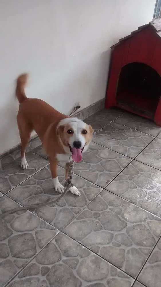 Cachorro ra a indefinida idade 4 anos nome Princesa