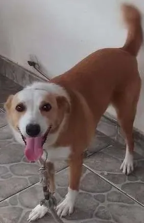 Cachorro raça indefinida idade 4 anos nome Princesa