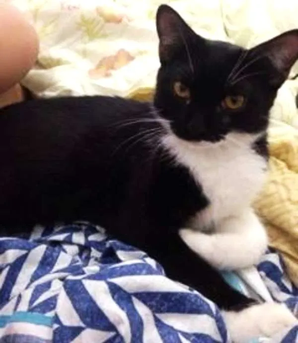 Gato raça SRD idade 2 a 6 meses nome Vitto e Vilma