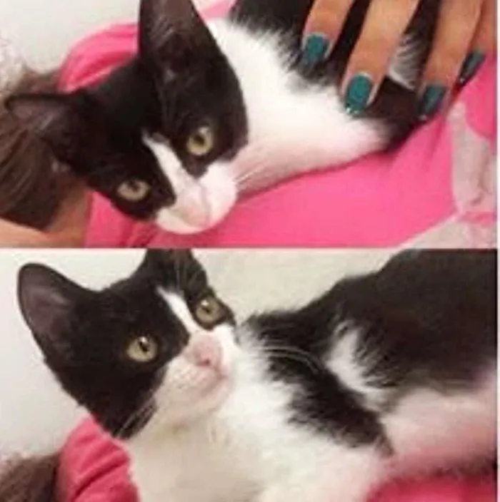 Gato raça SRD idade 2 a 6 meses nome Vitto e Vilma