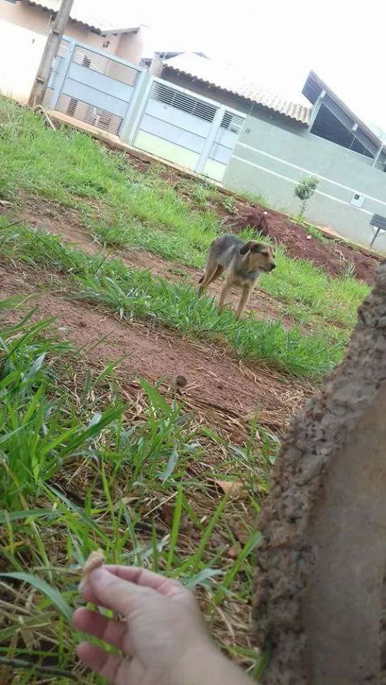 Cachorro ra a marrom idade 2 a 6 meses nome Não sei chamo ele d