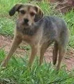 Cachorro raça marrom idade 2 a 6 meses nome Não sei chamo ele d