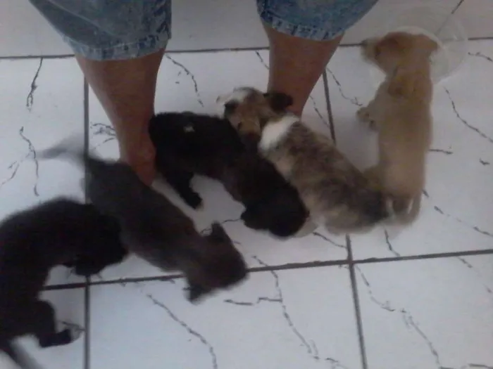 Cachorro ra a vira lata idade Abaixo de 2 meses nome não tem