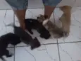não tem