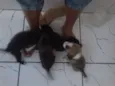 não tem