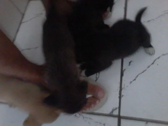 Cachorro ra a vira lata idade Abaixo de 2 meses nome não tem