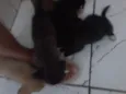 não tem