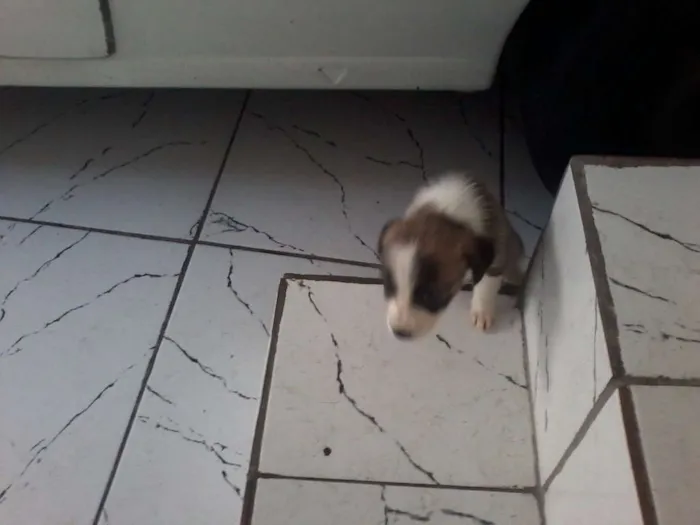 Cachorro ra a vira lata idade Abaixo de 2 meses nome não tem