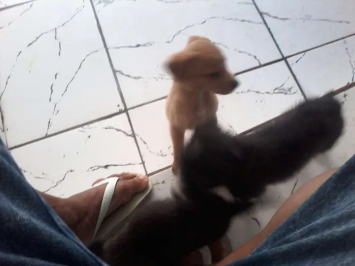 Cachorro ra a vira lata idade Abaixo de 2 meses nome não tem