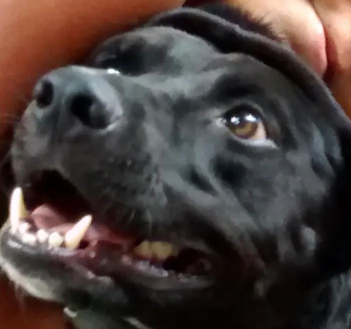 Cachorro ra a SRD idade 2 anos nome Tobias