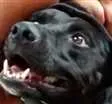 Cachorro raça SRD idade 2 anos nome Tobias
