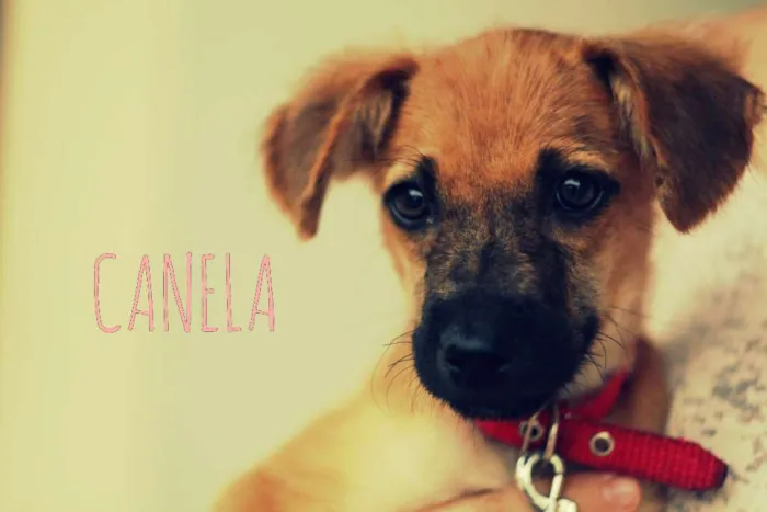 Cachorro raça indefinida idade 2 a 6 meses nome canela