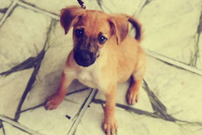 Cachorro raça indefinida idade 2 a 6 meses nome canela