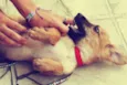 canela