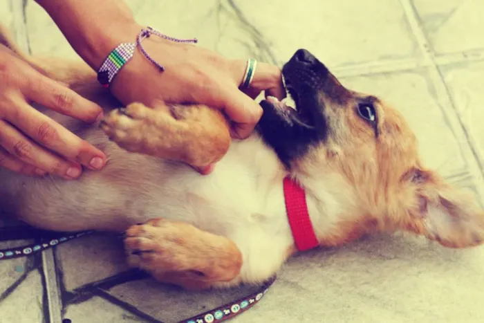 Cachorro raça indefinida idade 2 a 6 meses nome canela
