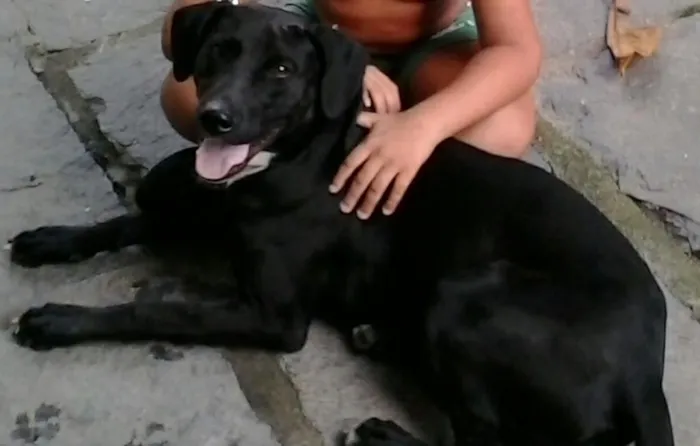 Cachorro ra a SRD idade 2 anos nome Tobias
