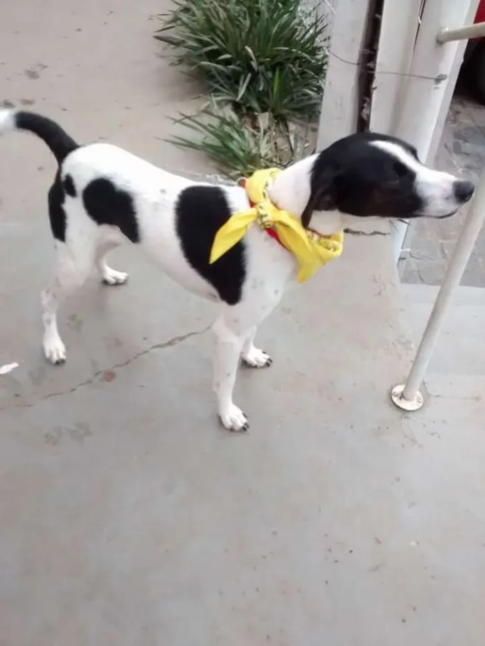 Cachorro ra a SRD idade 1 ano nome pipo