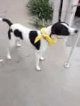 pipo