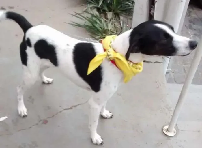 Cachorro ra a SRD idade 1 ano nome pipo