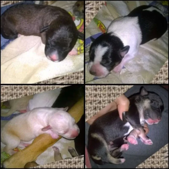 Cachorro ra a  idade Abaixo de 2 meses nome Filhotes da Bela