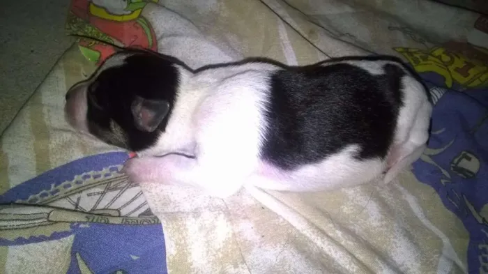 Cachorro ra a  idade Abaixo de 2 meses nome Filhotes da Bela