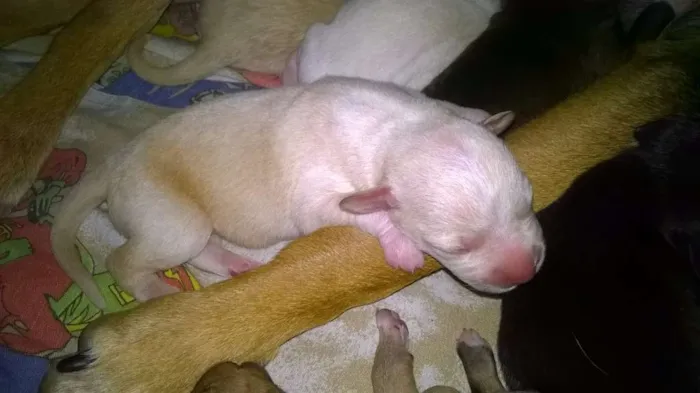 Cachorro ra a  idade Abaixo de 2 meses nome Filhotes da Bela