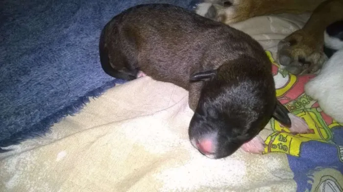 Cachorro ra a  idade Abaixo de 2 meses nome Filhotes da Bela