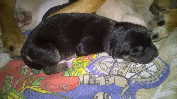 Cachorro ra a  idade Abaixo de 2 meses nome Filhotes da Bela