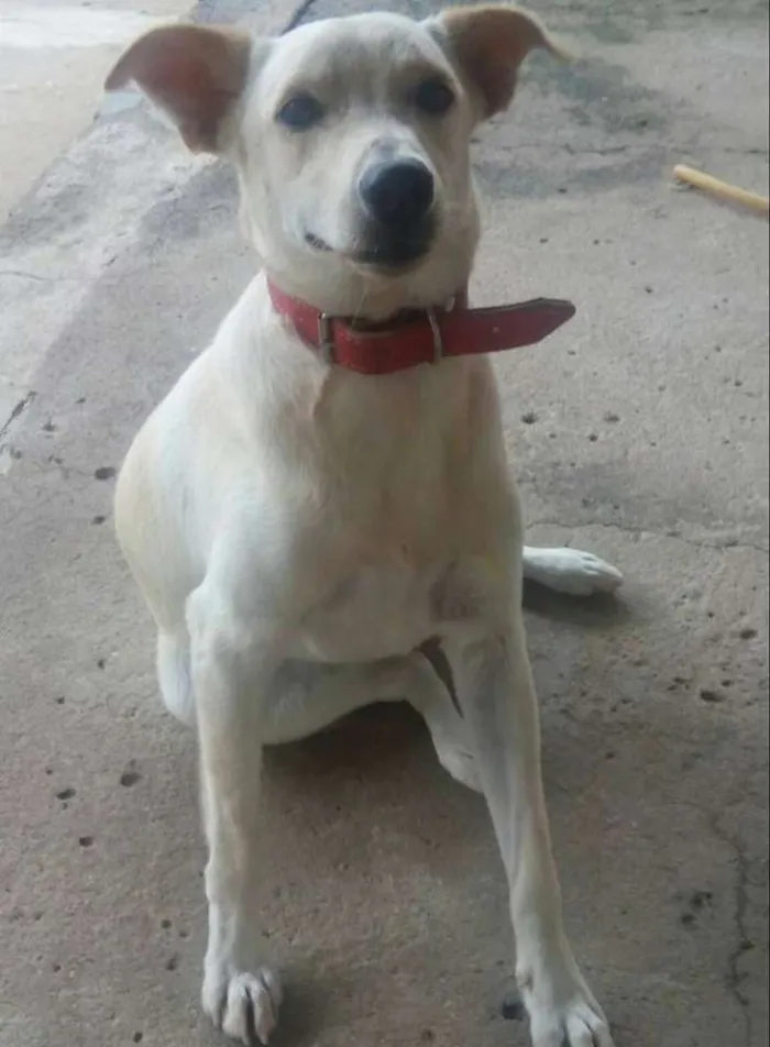 Cachorro ra a SRD idade 1 ano nome Lion
