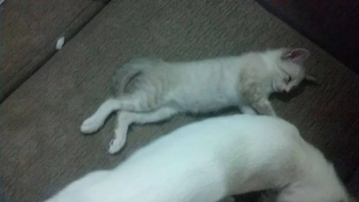 Gato raça de rua  idade 2 a 6 meses nome Bart