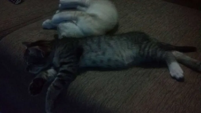 Gato raça de rua  idade 2 a 6 meses nome Bart