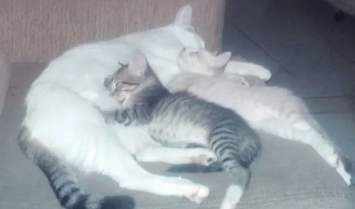 Gato raça de rua  idade 2 a 6 meses nome Bart