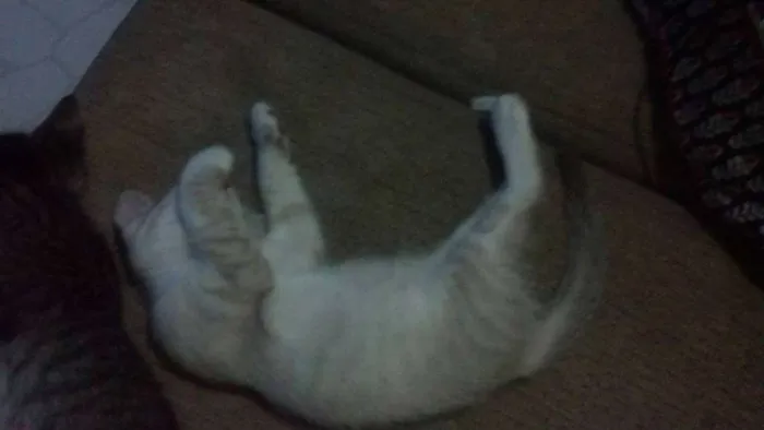 Gato raça de rua  idade 2 a 6 meses nome Bart