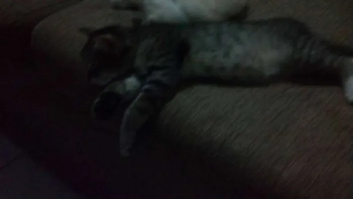 Gato raça de rua  idade 2 a 6 meses nome Bart