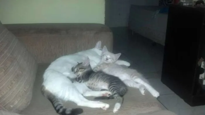 Gato raça de rua  idade 2 a 6 meses nome Bart