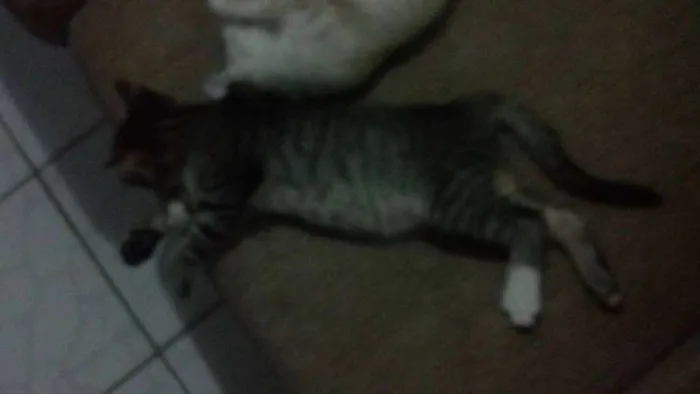 Gato raça de rua  idade 2 a 6 meses nome Bart