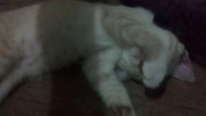 Gato raça de rua  idade 2 a 6 meses nome Bart