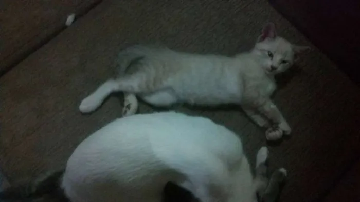 Gato raça de rua  idade 2 a 6 meses nome Bart