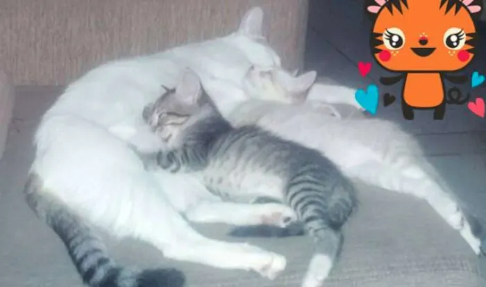 Gato raça de rua  idade 2 a 6 meses nome Bart